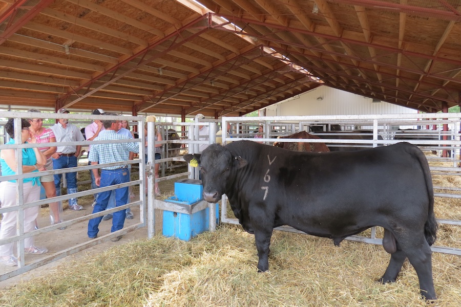 Great Lakes Sire Service Bull V67 Being Visited by Visitors