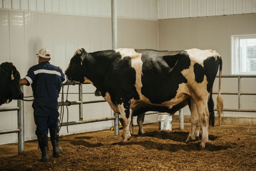 Great Lakes Sire Service Semen Collection Bull Preparation 2026 